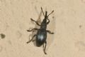 Ceratapion onopordi